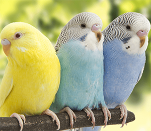 oiseaux exotiques